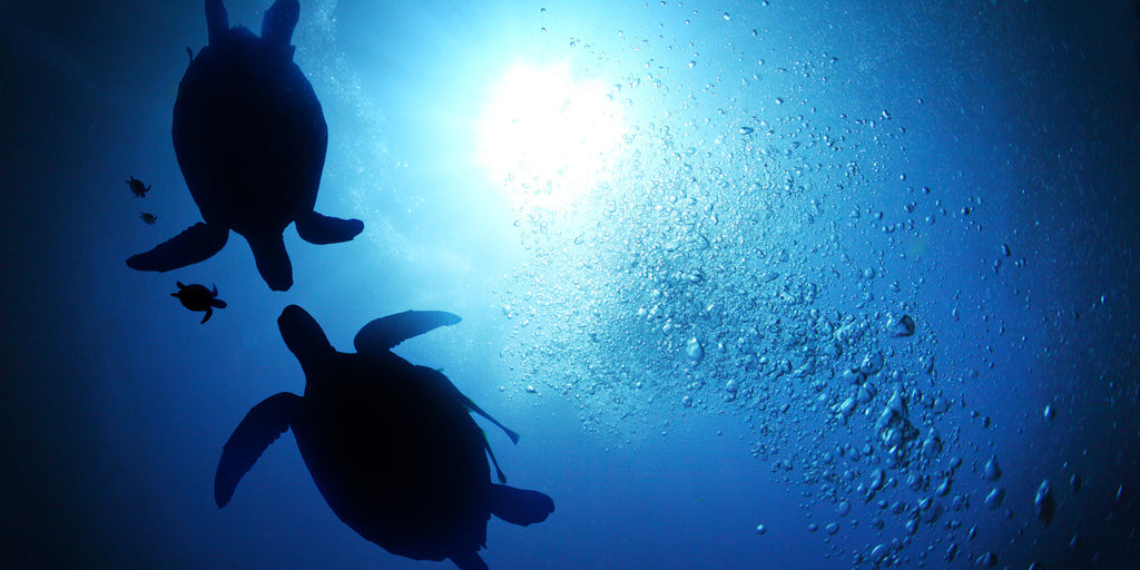 Sea Turtle Family