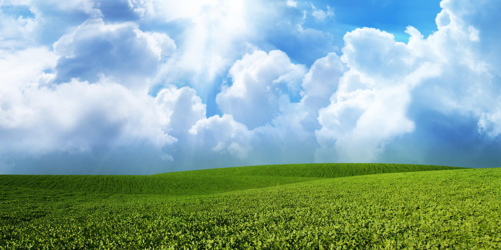 Sky and Green Meadow