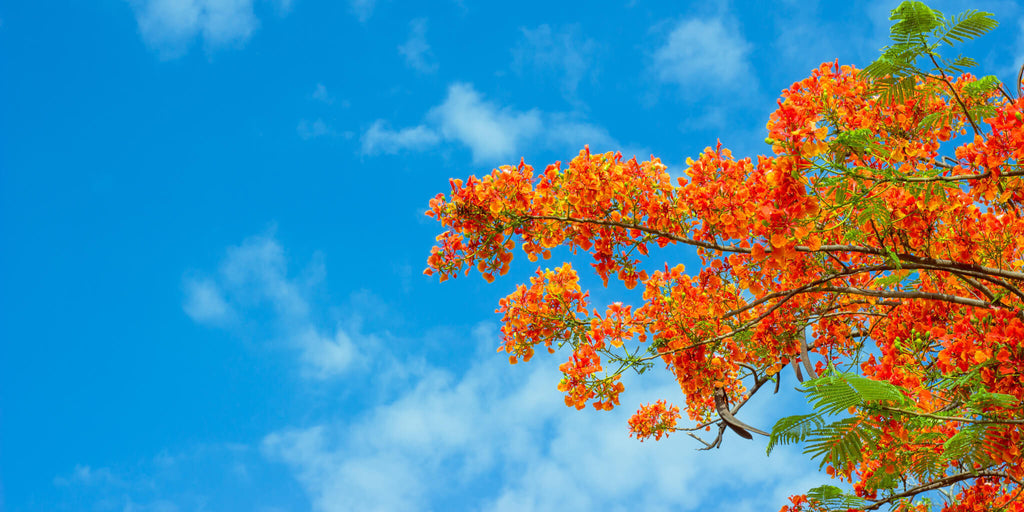 Orange Buds in Sky