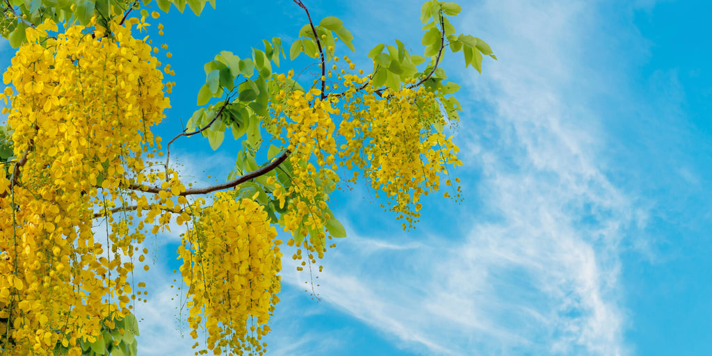 Yellow Blossoms Sky