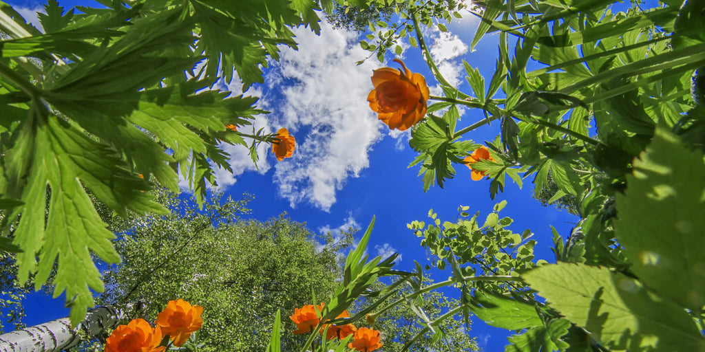 Flowers in the Sky