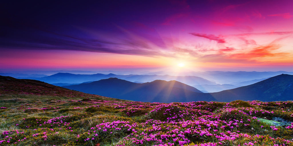 Mountain Flowers at Sunset