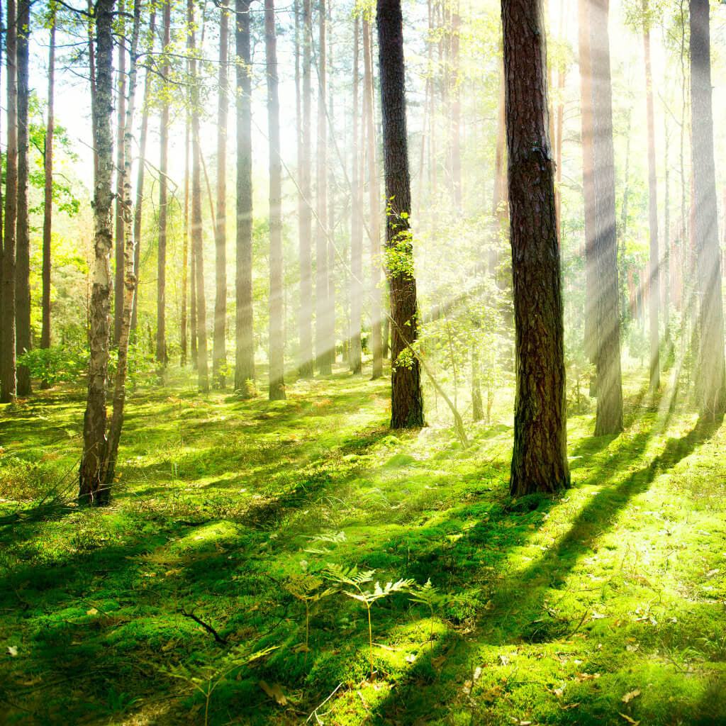Sun Rays Through Trees