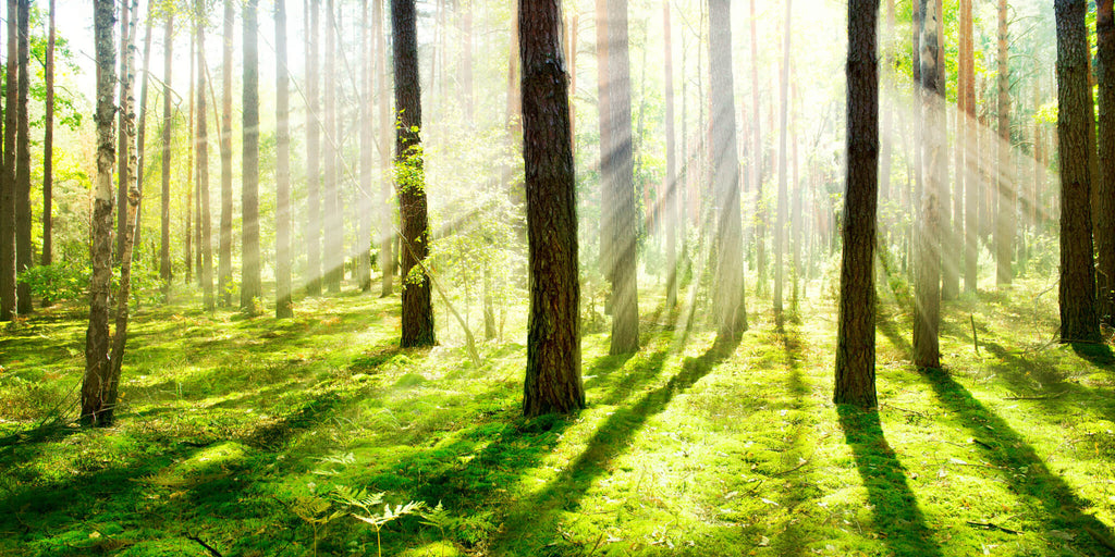 Sun Rays Through Trees