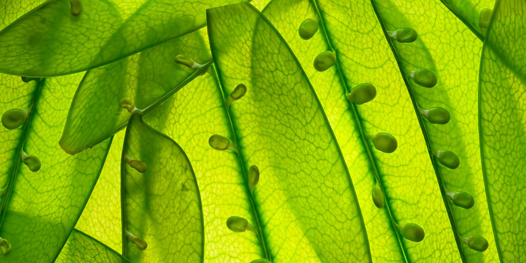 Green Leaf Close Up