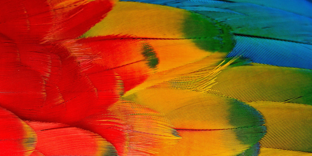 Macaw Rainbow Wing