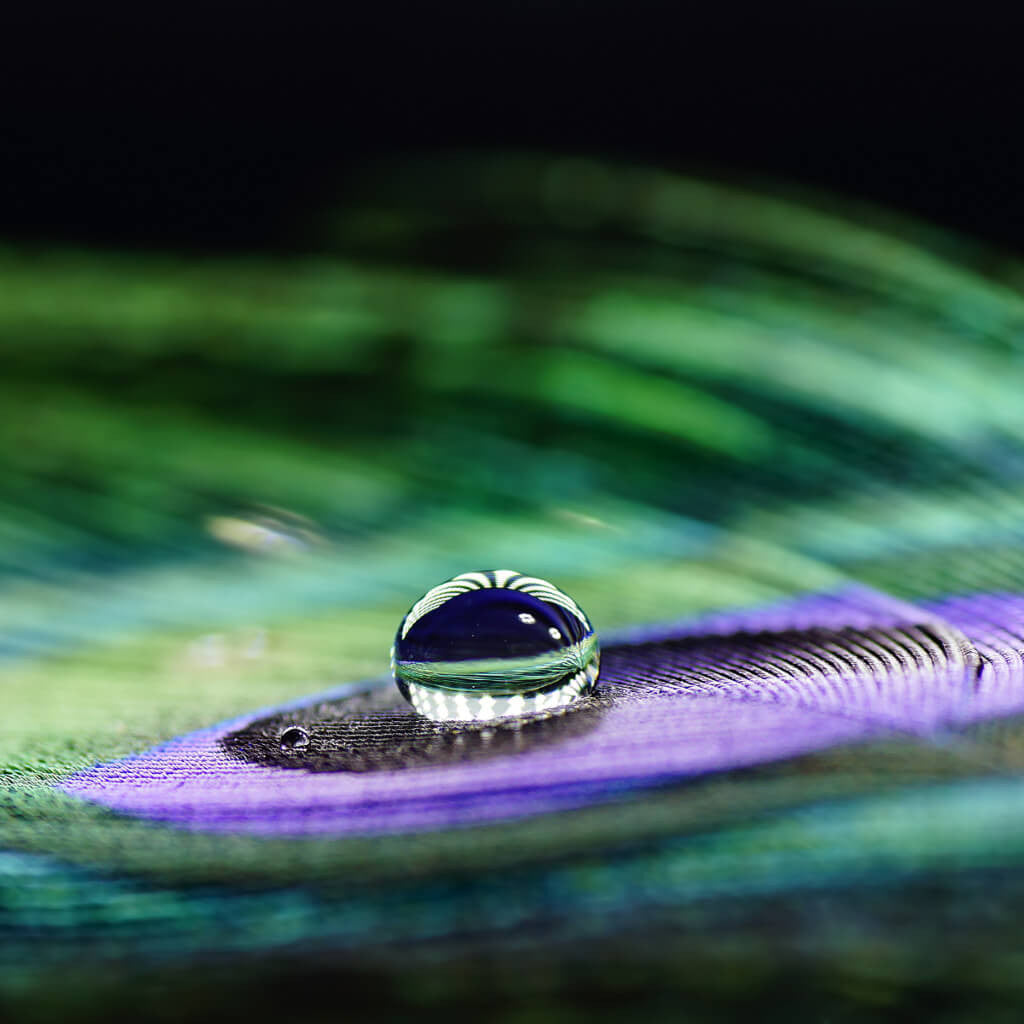 Peacock Wing Texture