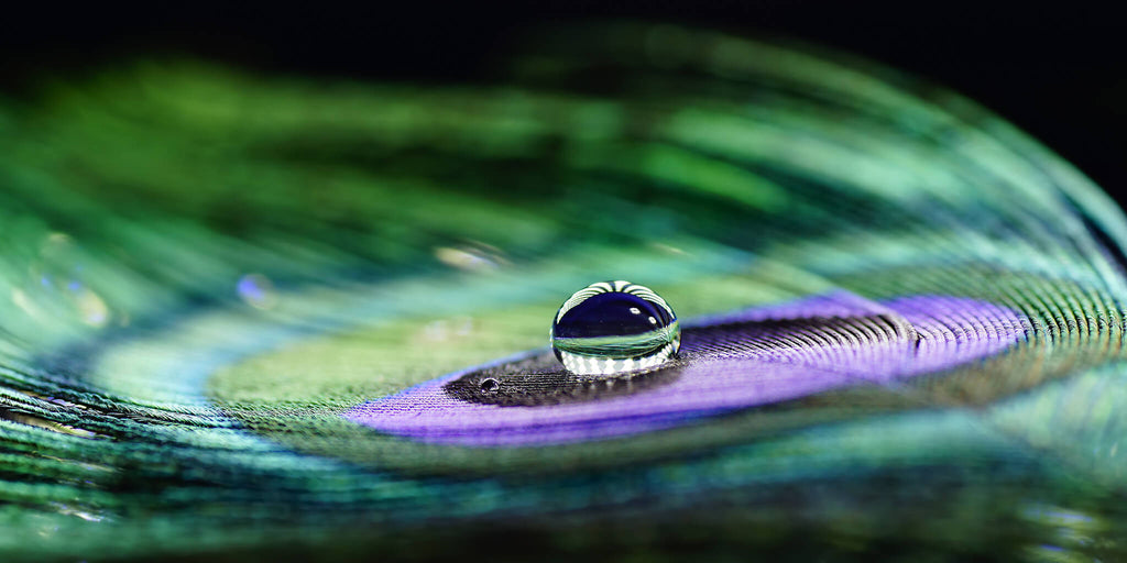 Peacock Wing Texture