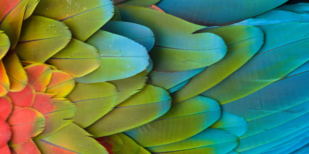 Macaw Feather Close Up