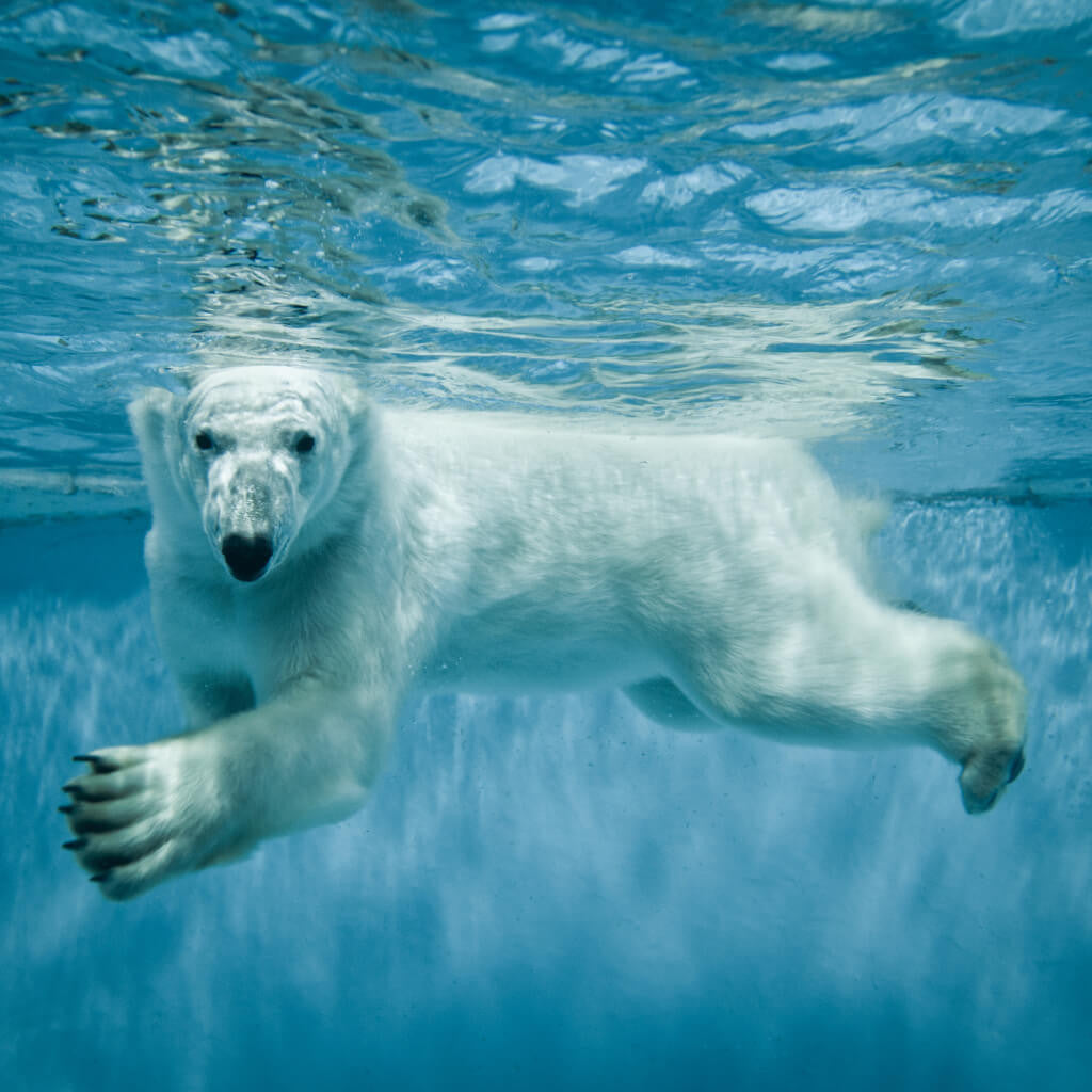Polar Bear Underwater