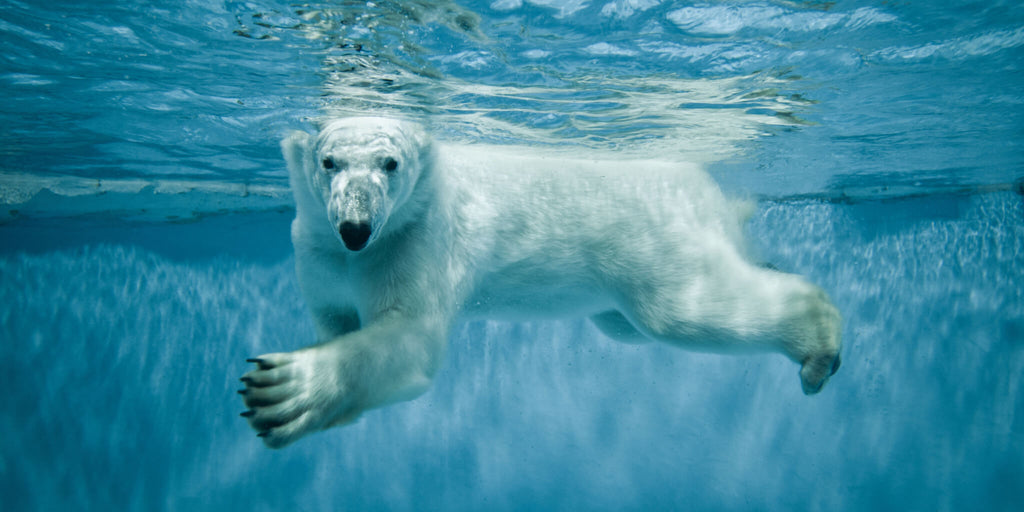 Polar Bear Underwater