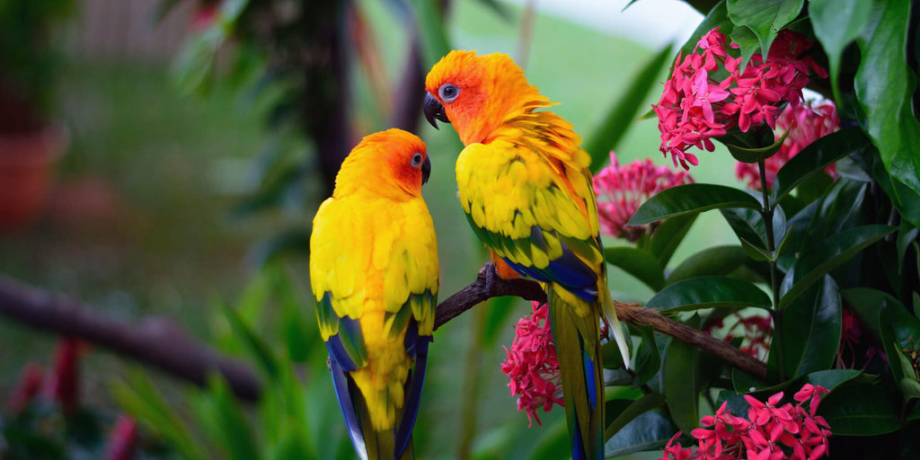 Tropical Love Birds