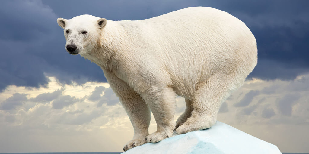 Polar Bear on Ice