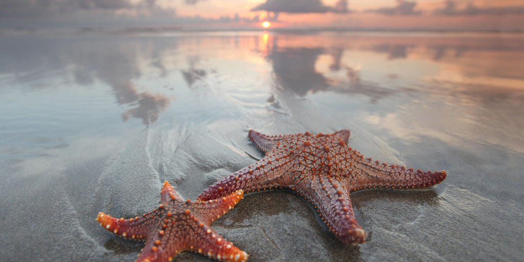 Starfish on Beach