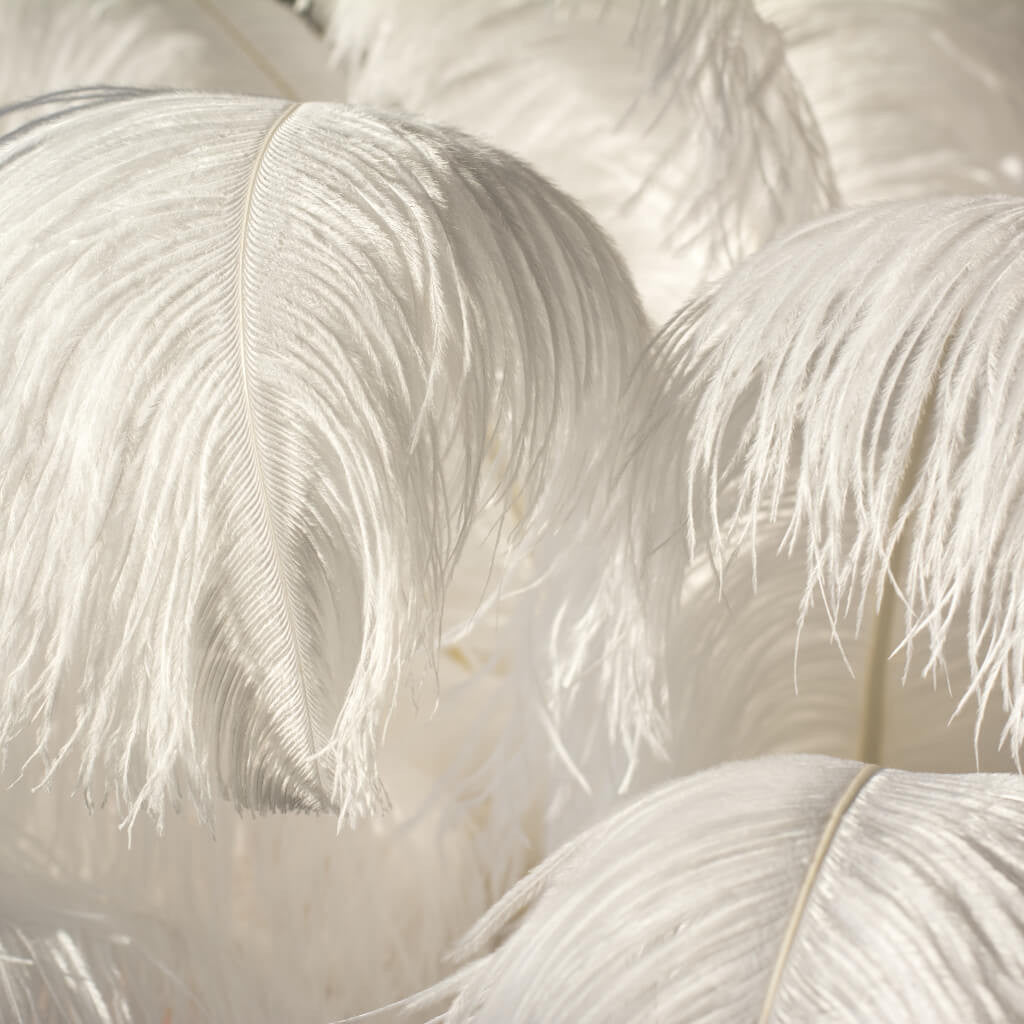 White Ostrich Feather