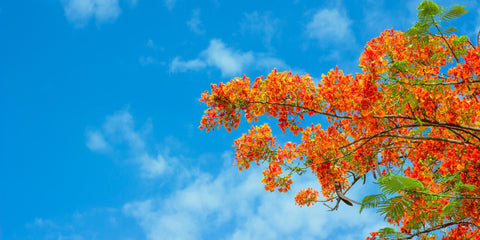 Orange Buds in Sky