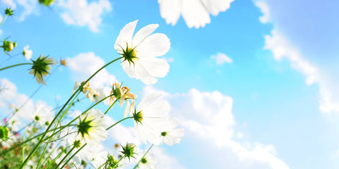 Flowers in Sky