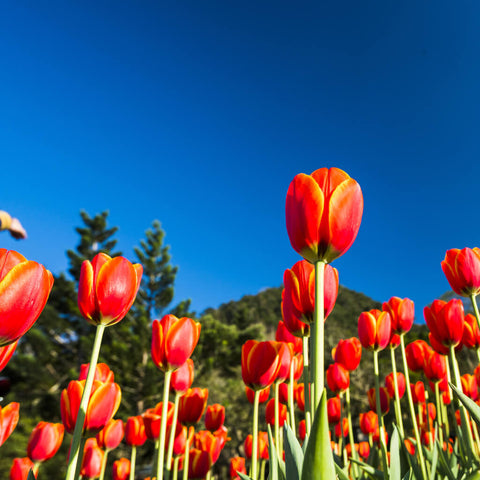 Tulips and Sky