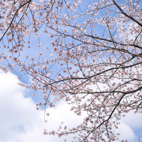 Cherry Blossoms Sky