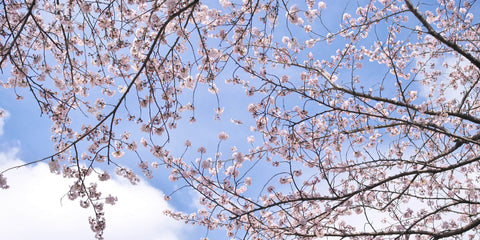Cherry Blossoms Sky