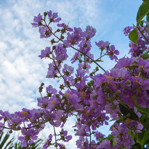Purple Blossoms Sky