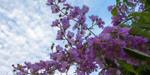 Purple Blossoms Sky