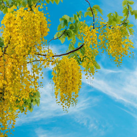 Yellow Blossoms Sky