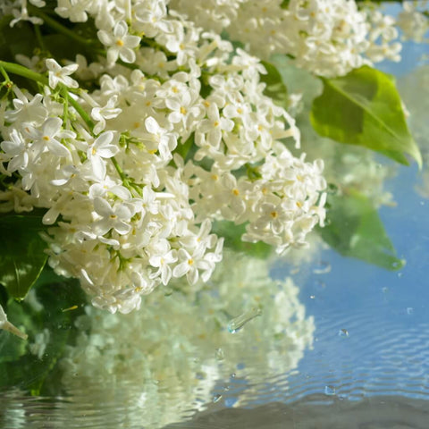 Lilacs in Water