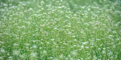 Green Flower Meadow