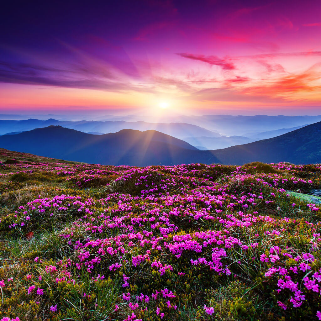 Mountain Flowers at Sunset