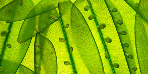 Green Leaf Close Up