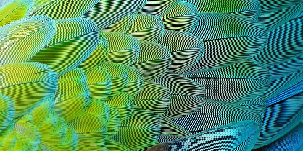 Bird Wing
