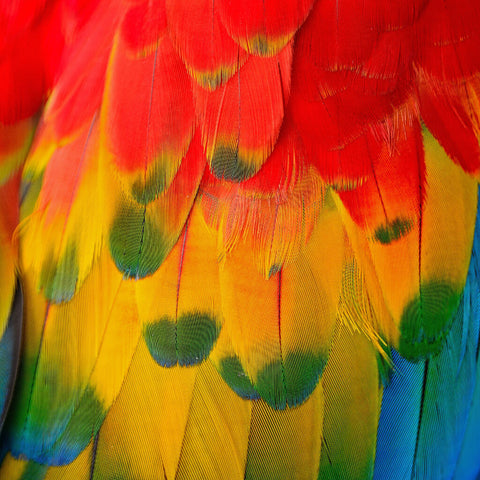 Macaw Rainbow Wing