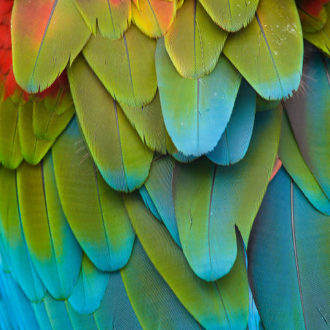 Macaw Feather Close Up