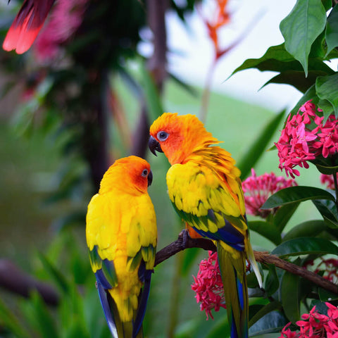 Tropical Love Birds