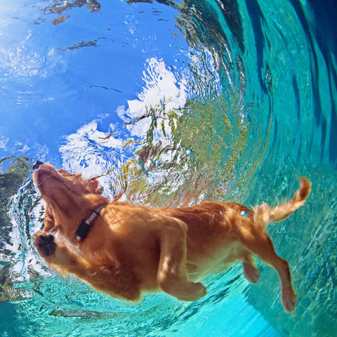 Underwater Dog