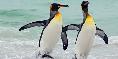 Penguin Friends
