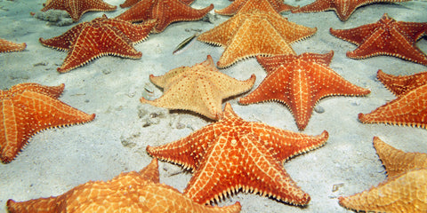Starfish Sand