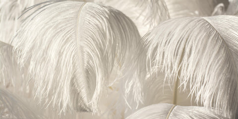 White Ostrich Feather