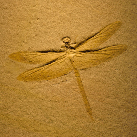 Fossil - Dragonfly