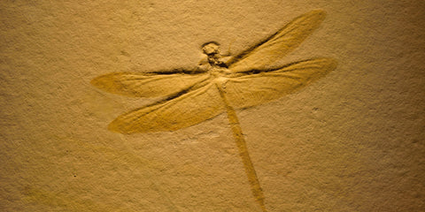 Fossil - Dragonfly